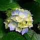 Hydrangeas (Diashow-Test)
