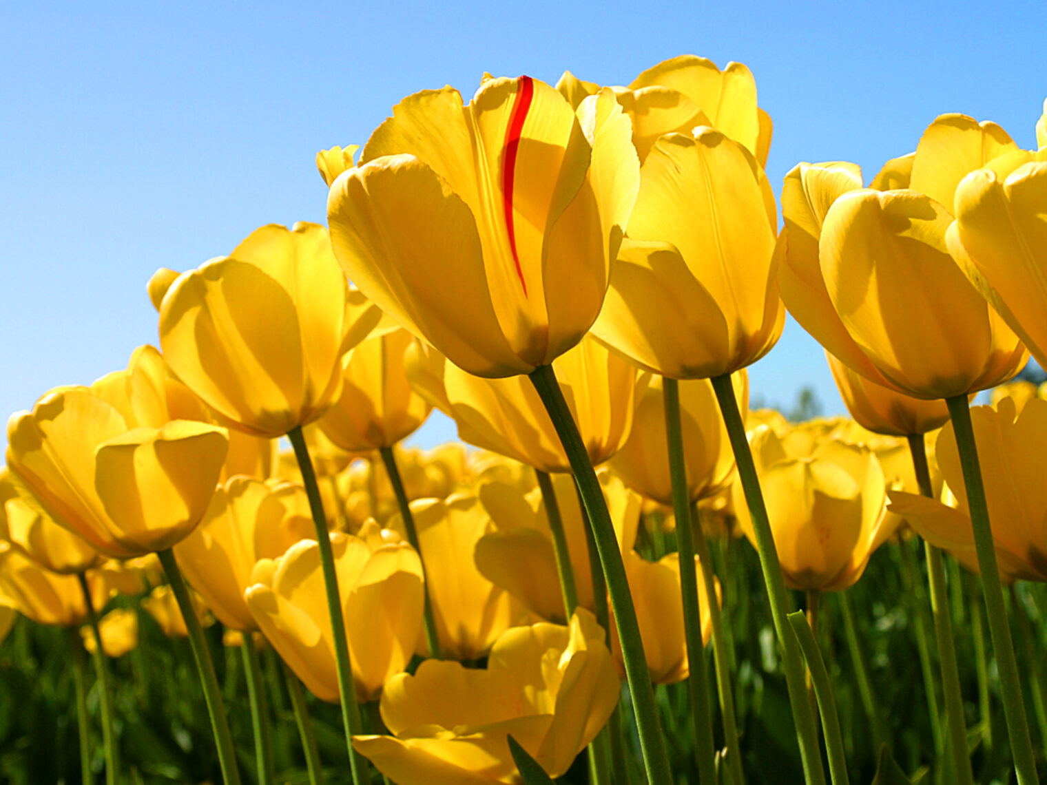 Tulips (Diashow-Test)